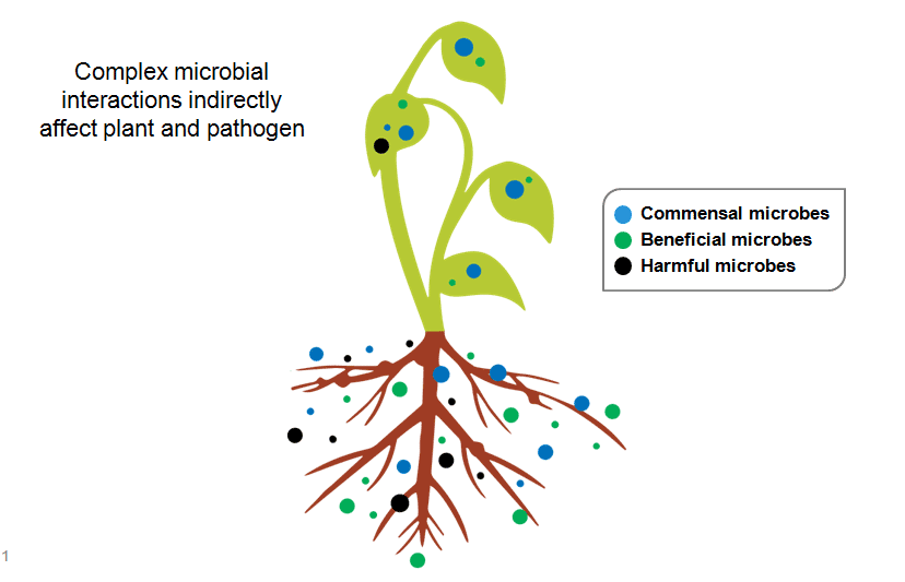 Plant with Microbes